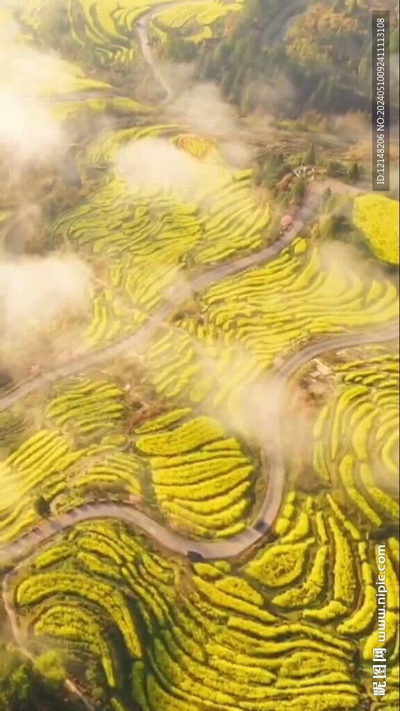婺源油菜花
