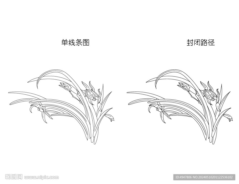 兰花 矢量图