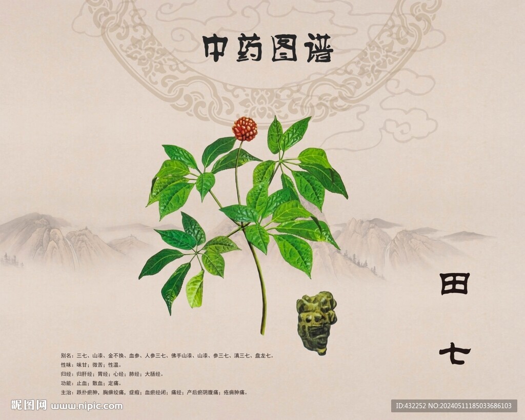 田七三七