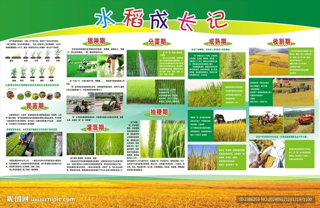 水稻成长