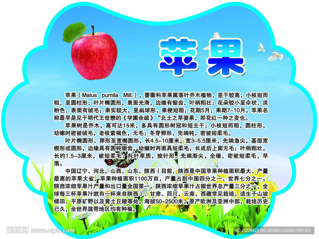 苹果简介