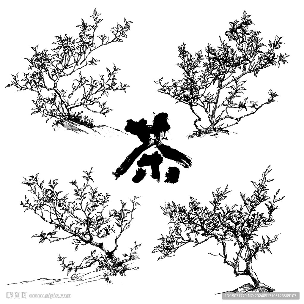 茶树版画插画