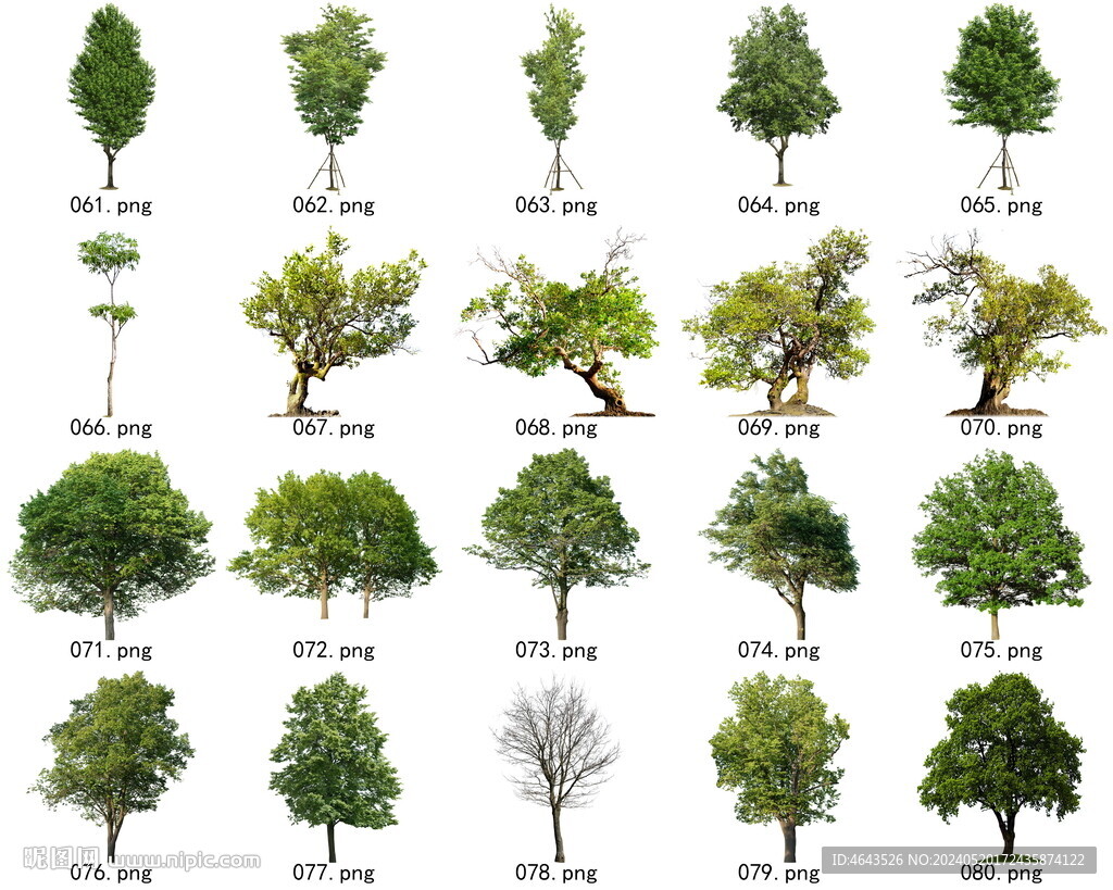 免扣高清景观树常绿乔木素材