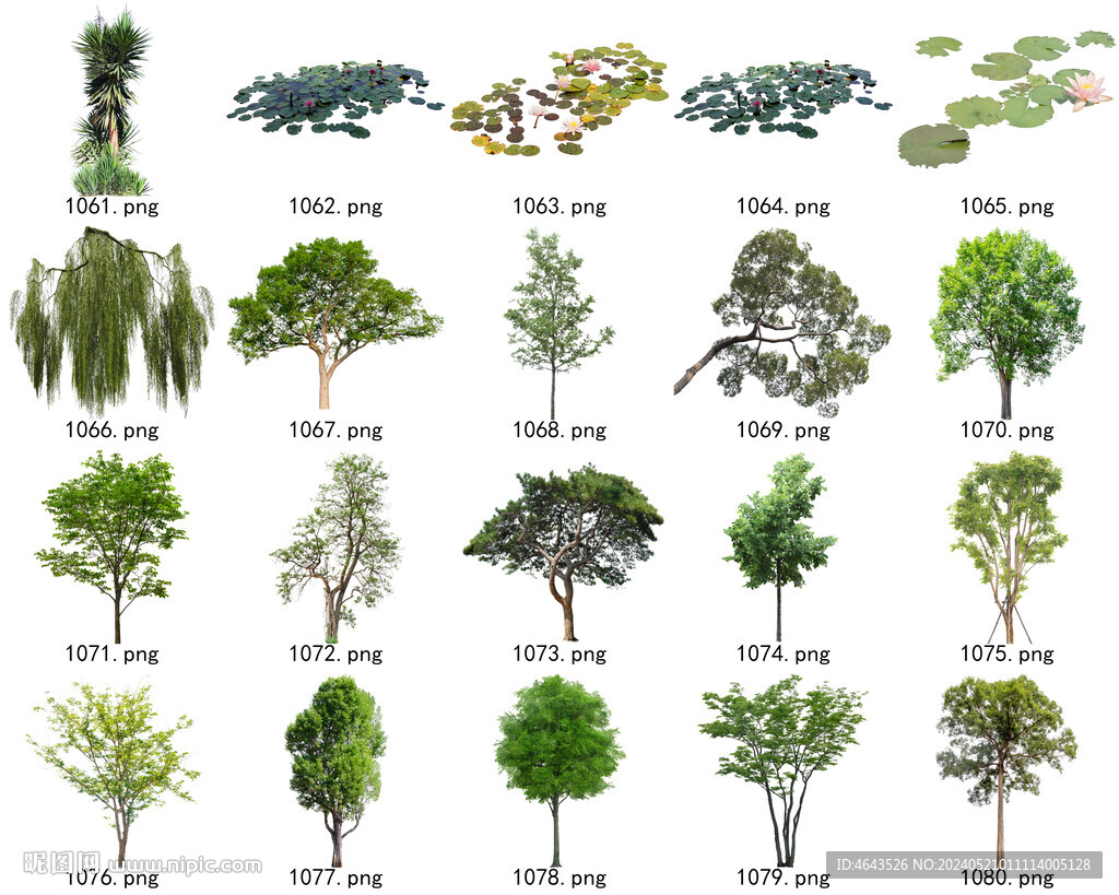 免扣高清景观树常用乔木贴图素材