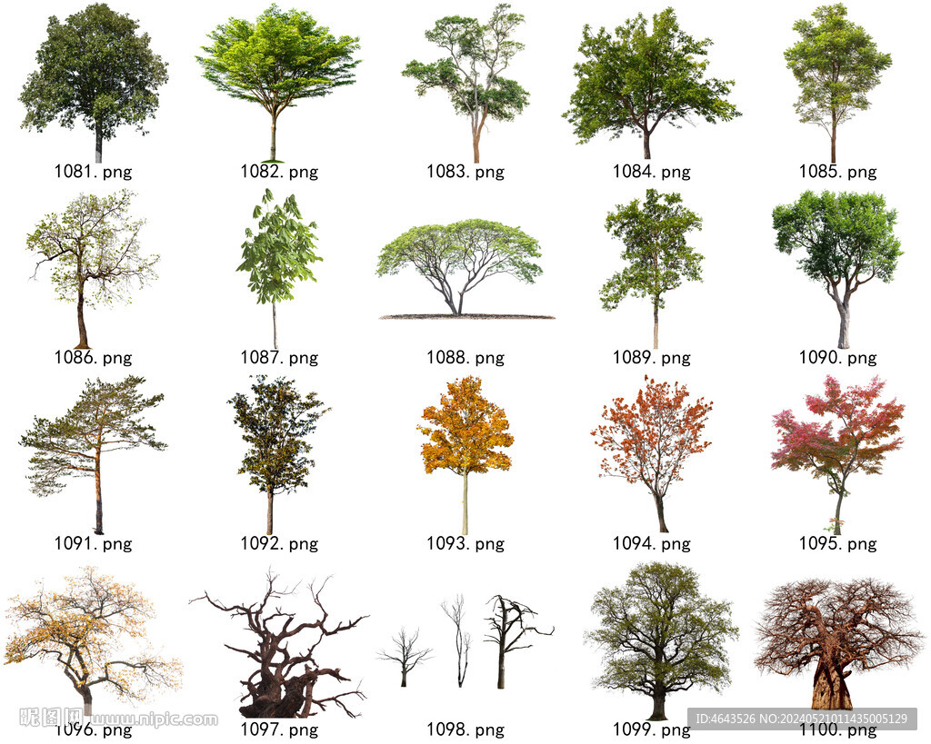 免扣高清景观树常用乔木贴图素材