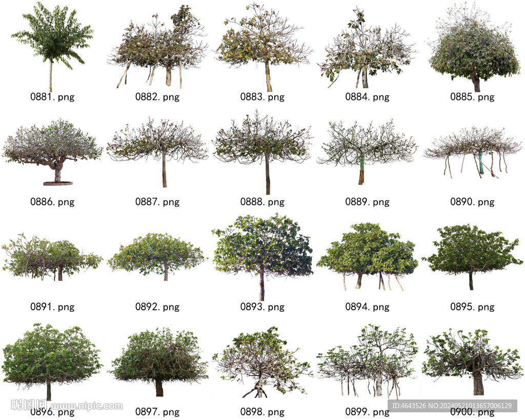 免扣高清景观树常用乔木贴图素材