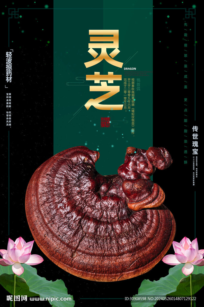 灵芝