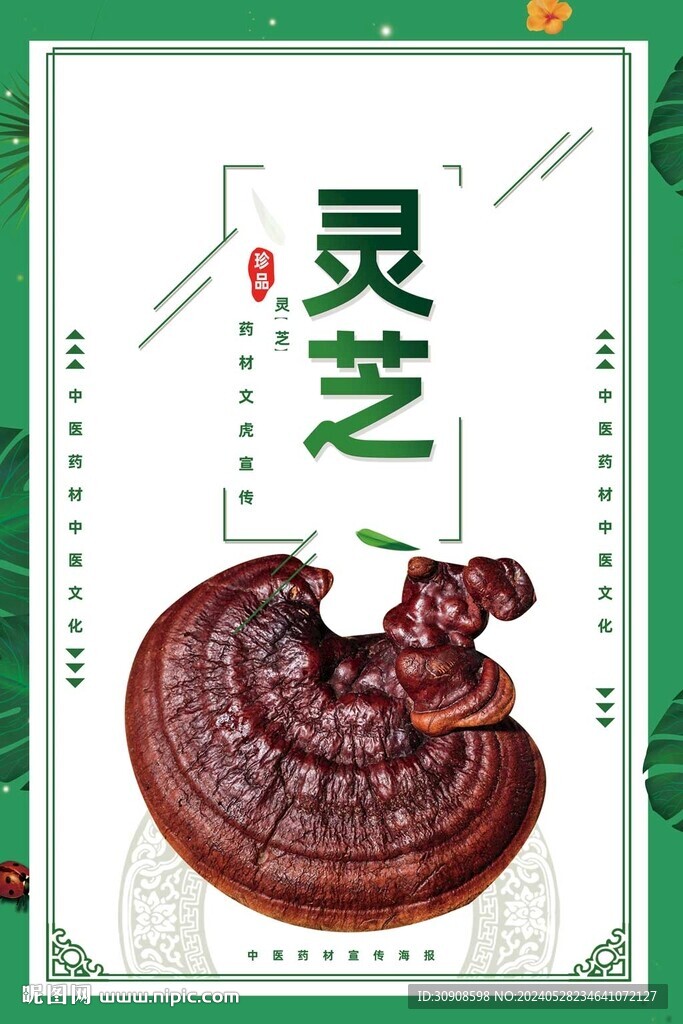 灵芝