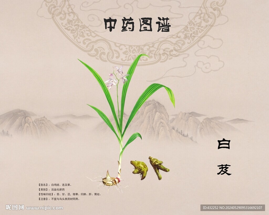 白芨