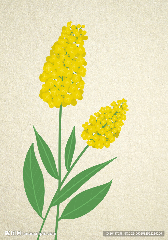 手绘油菜花清新花朵图片挂画