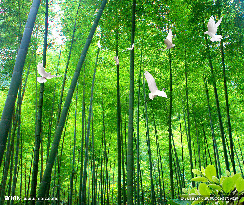 竹林风景