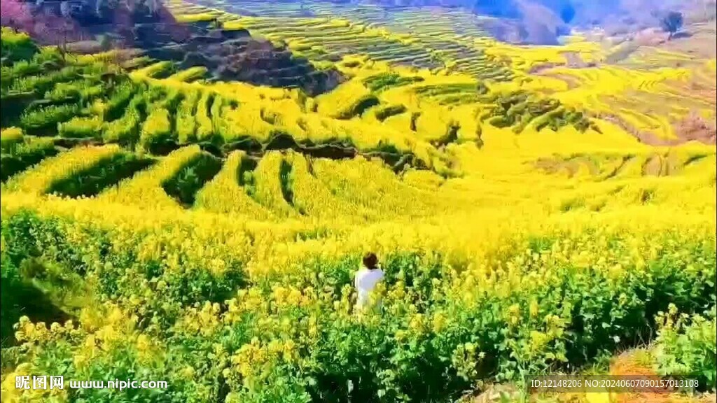 婺源油菜花
