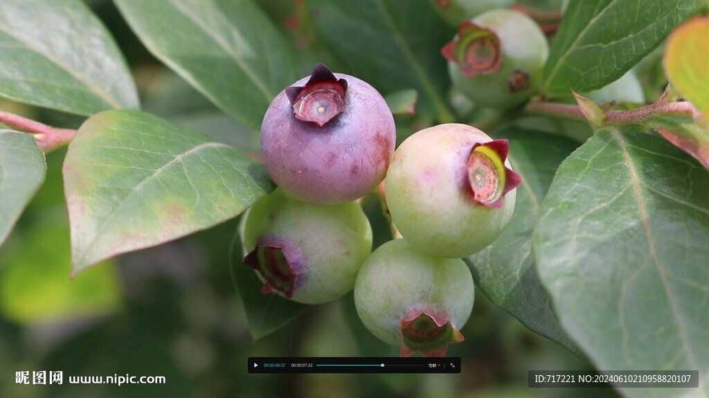 蓝莓树挂果