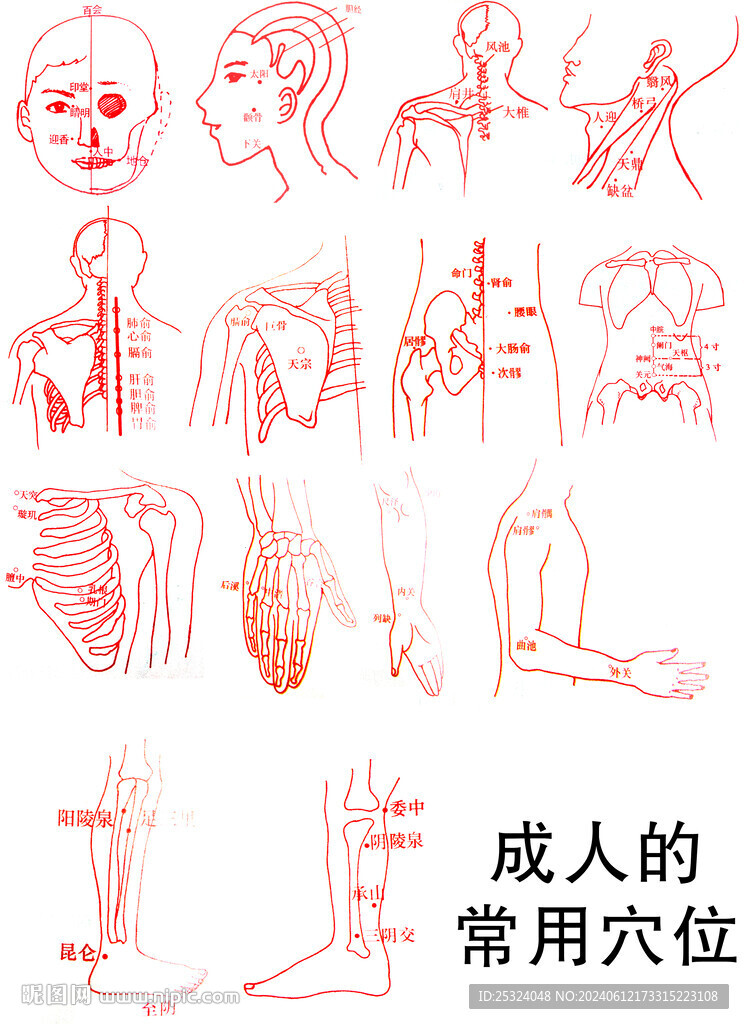 成人穴位分解图片