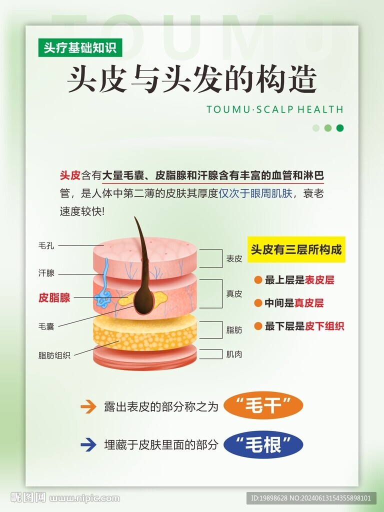 头皮与头发的构造