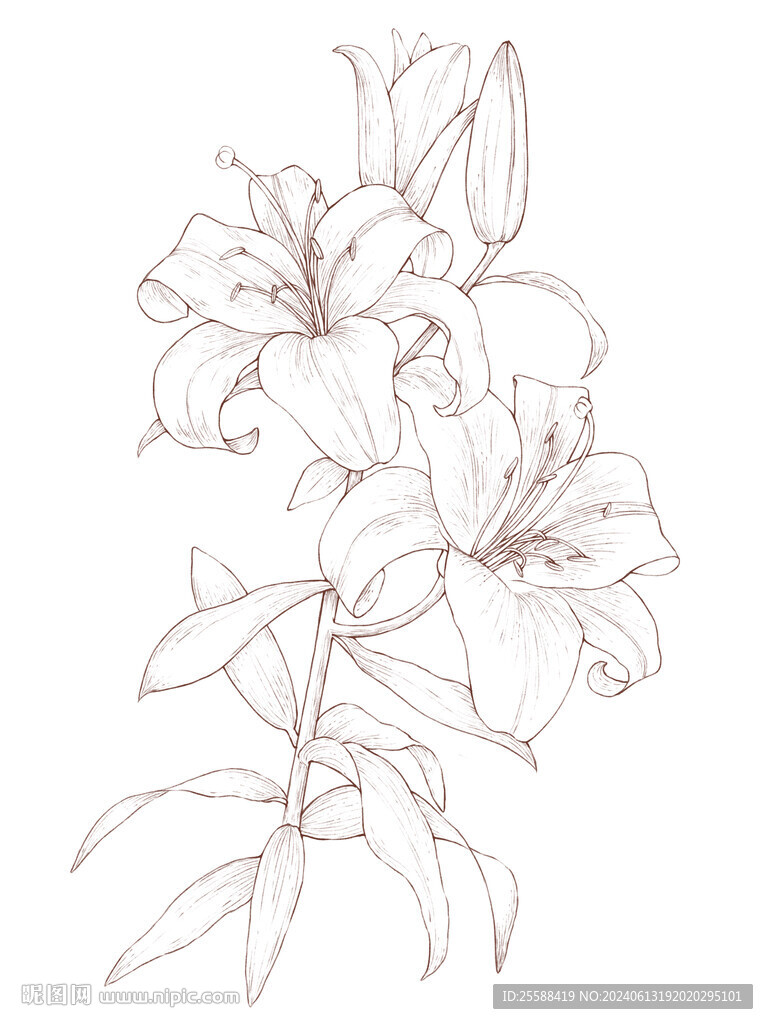 手绘 百合花