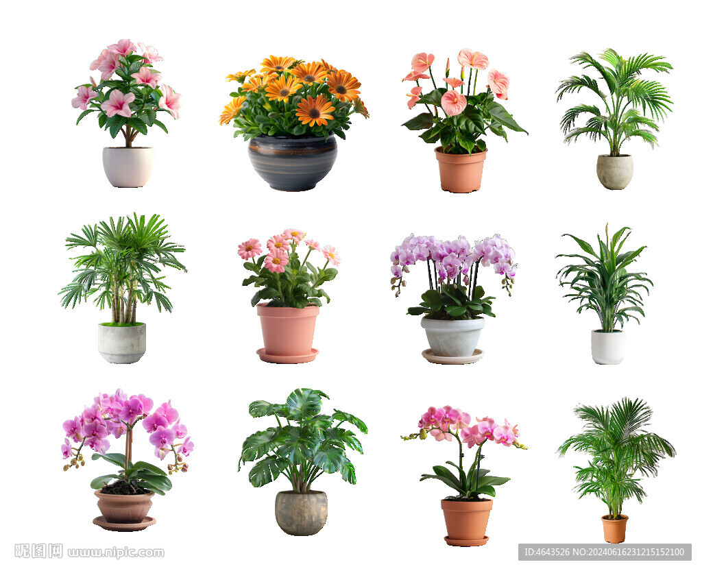 psd免抠盆栽植物 