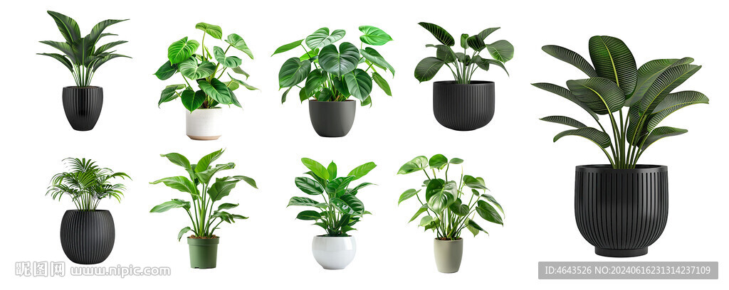 psd免抠盆栽植物 