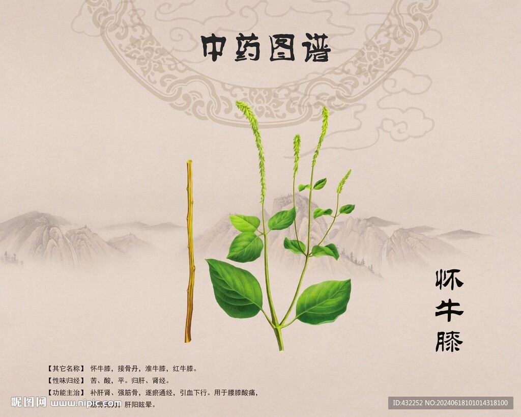 牛膝怀牛膝
