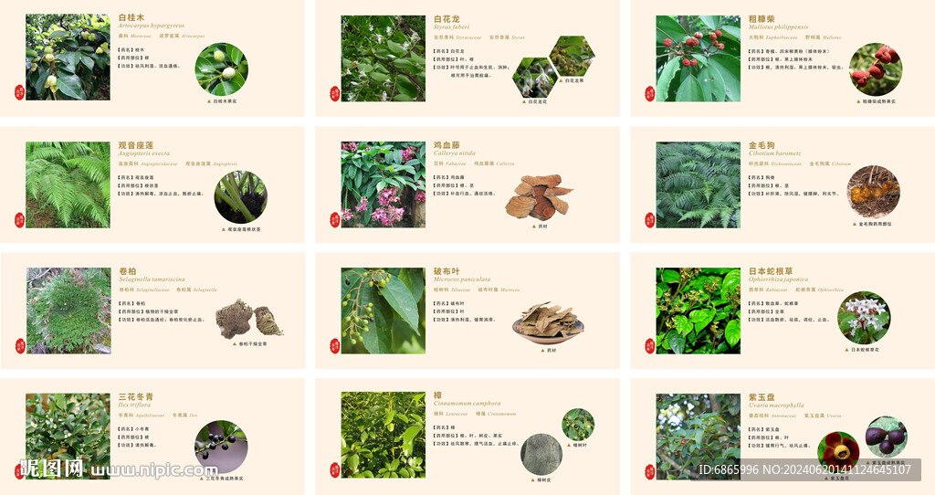 药用植物灯箱展板