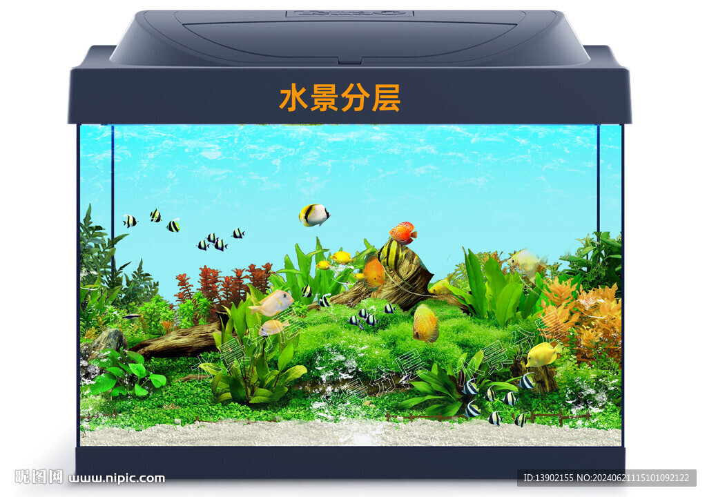 水族 观赏鱼