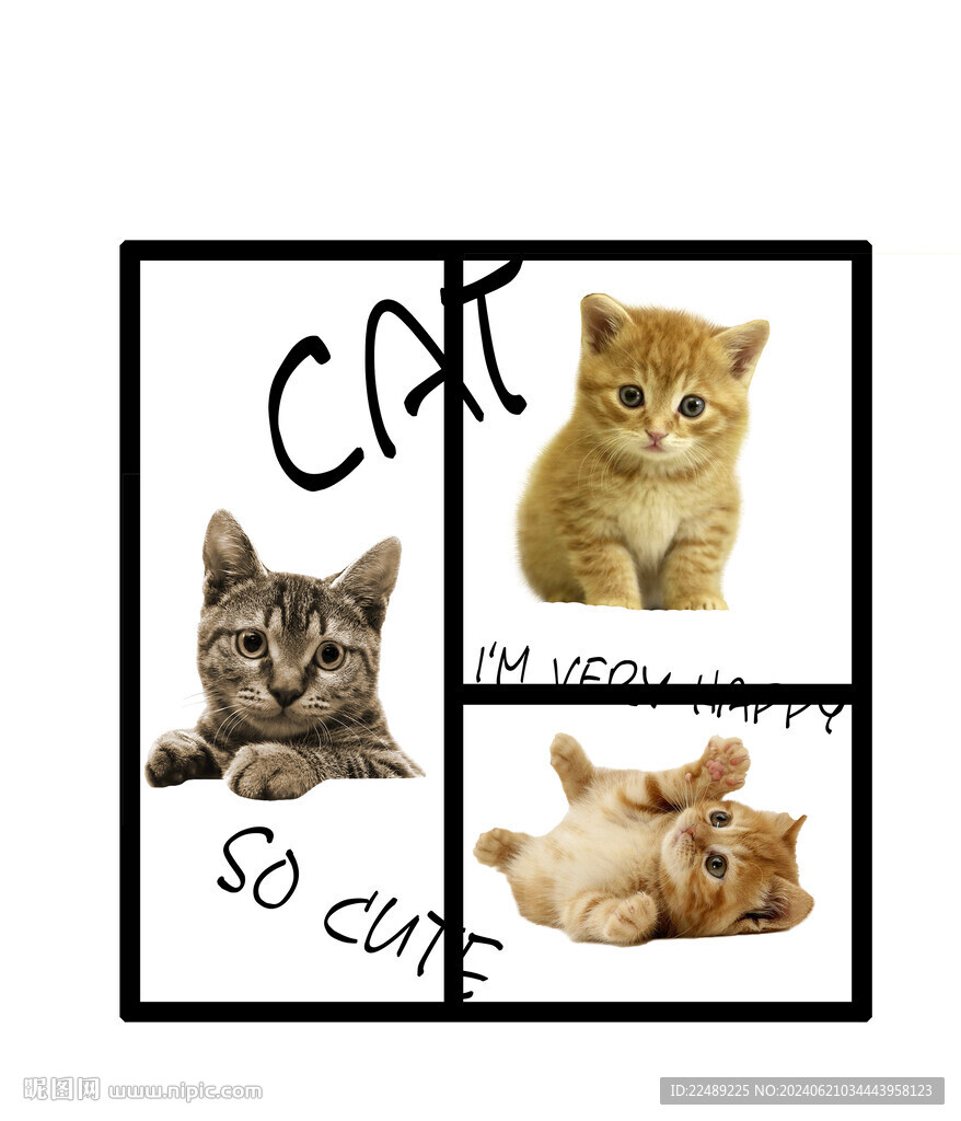 可爱猫