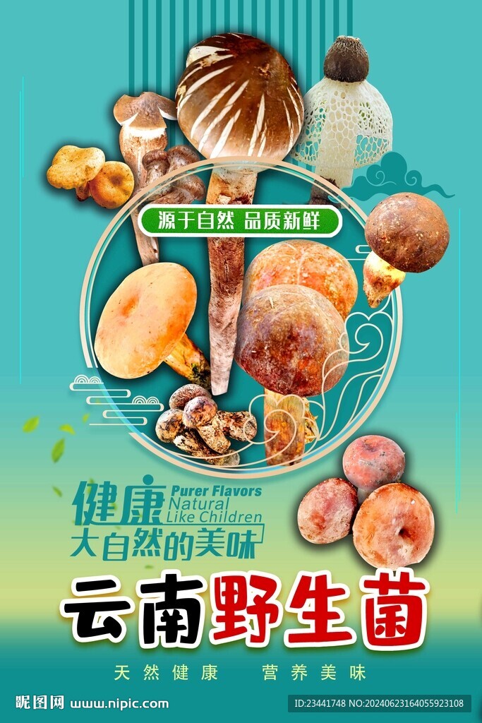 野生菌海报