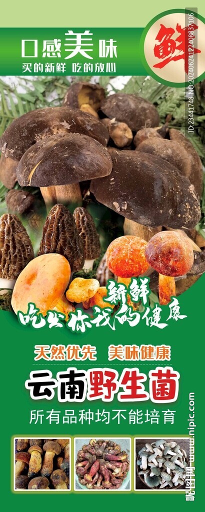 野生菌海报