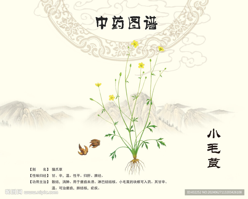 小毛茛