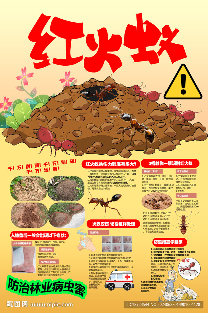 红火蚁