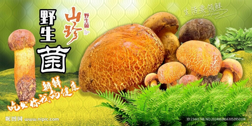 野生菌海报