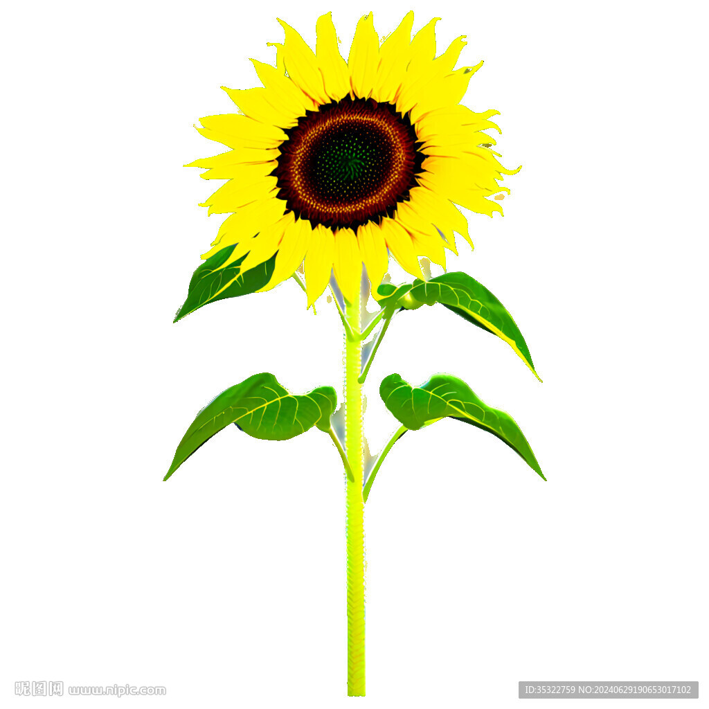 带绿叶的太阳花正面特写葵花透明