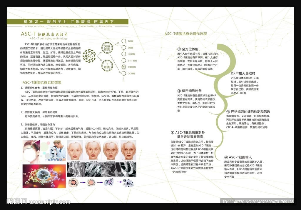 T细胞抗衰