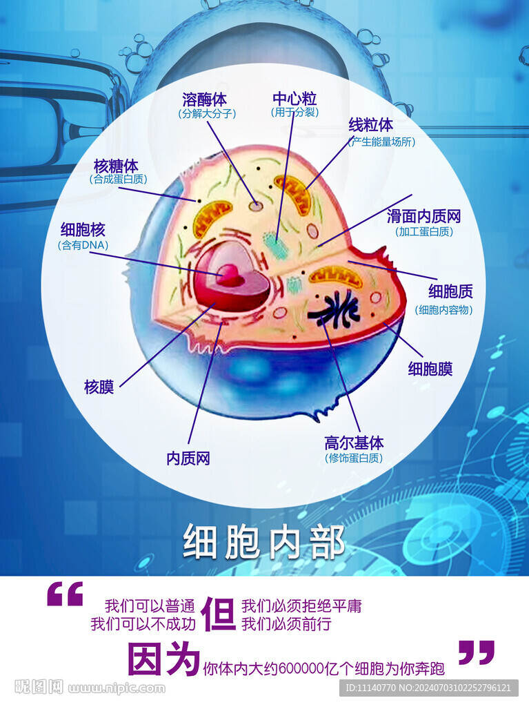 细胞内部