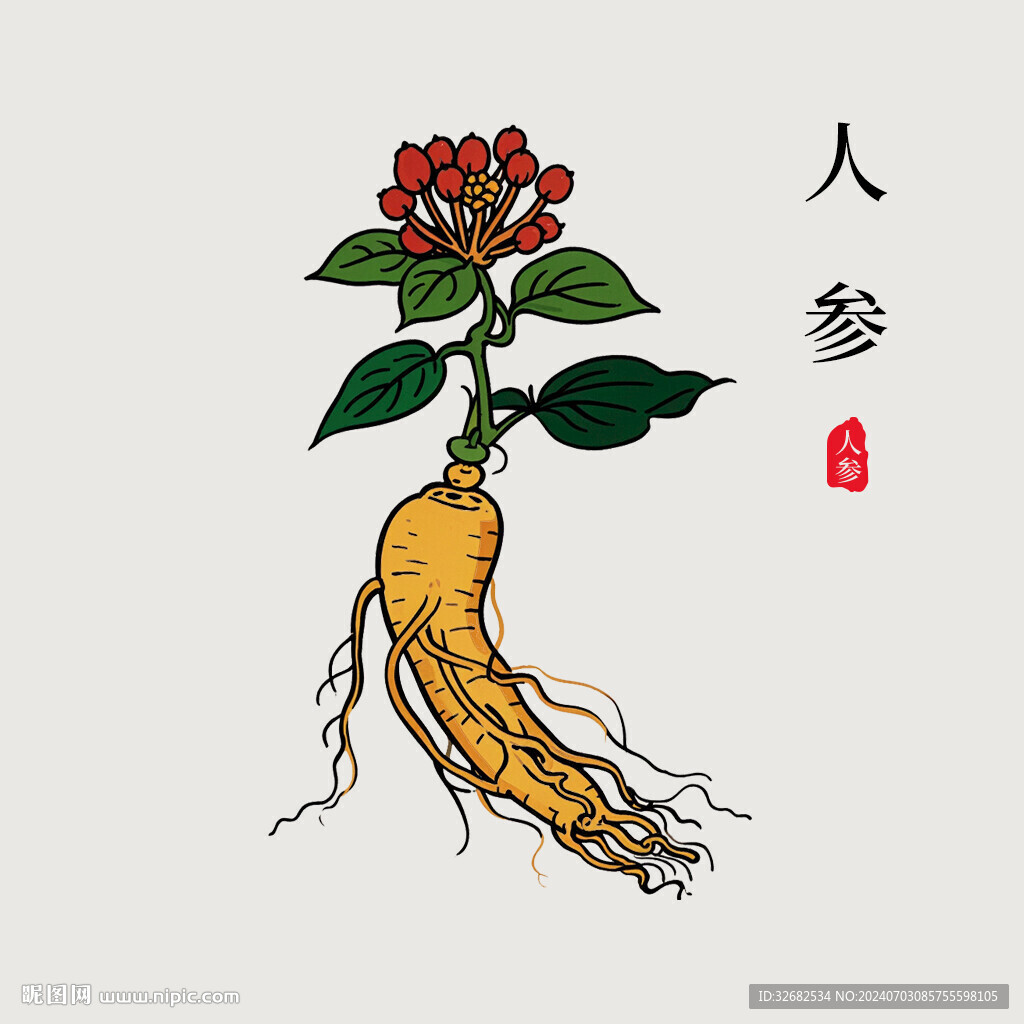 手绘人参