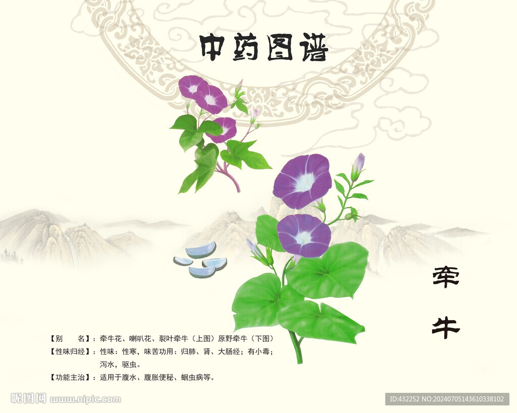 牵牛牵牛子
