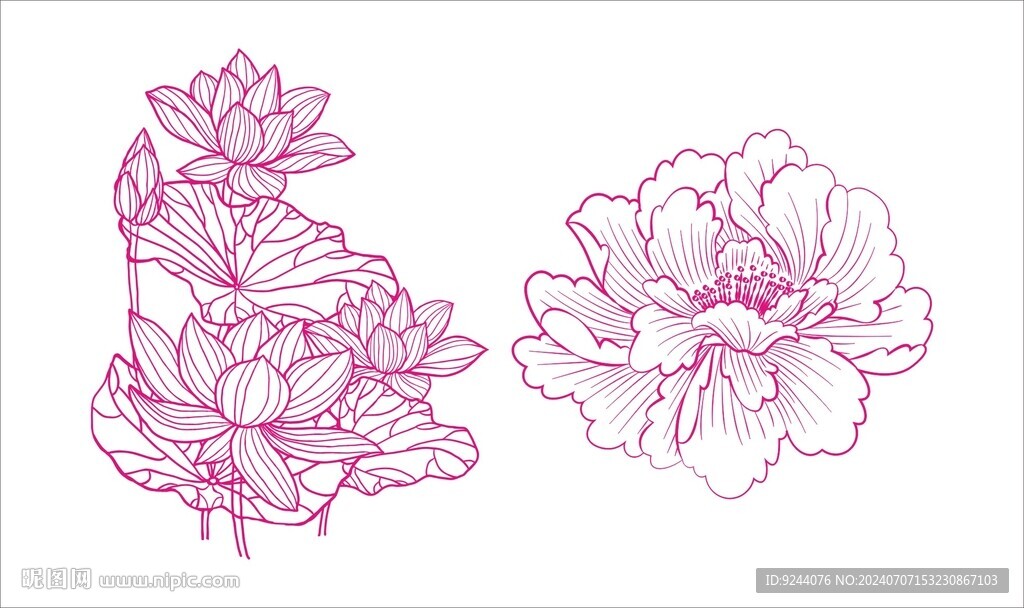  lotus 荷花