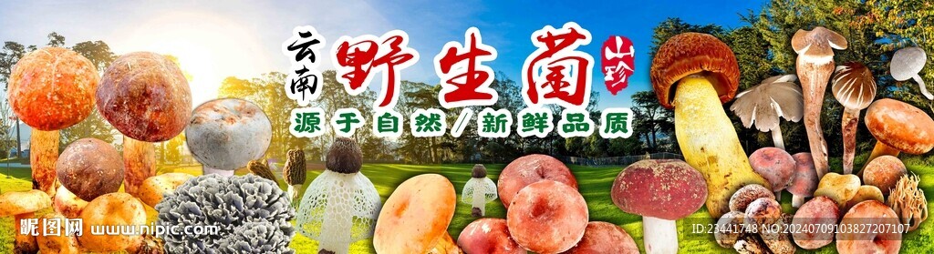 野生菌广告