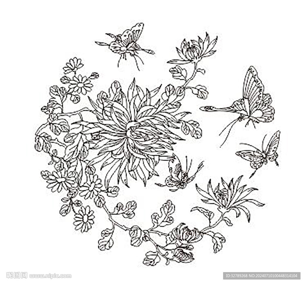 蝴蝶菊花