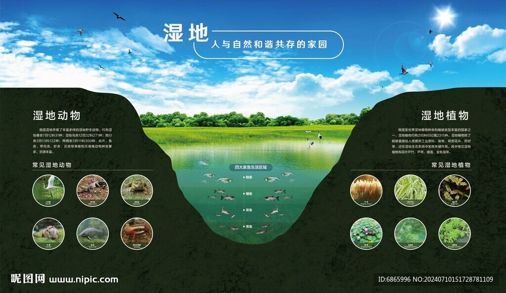 湿地的居民
