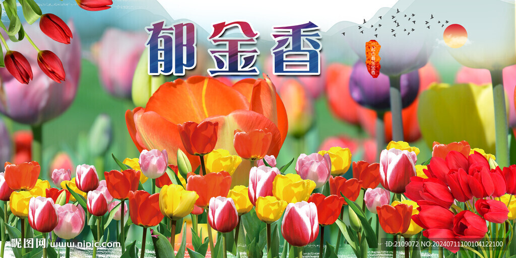 郁金香