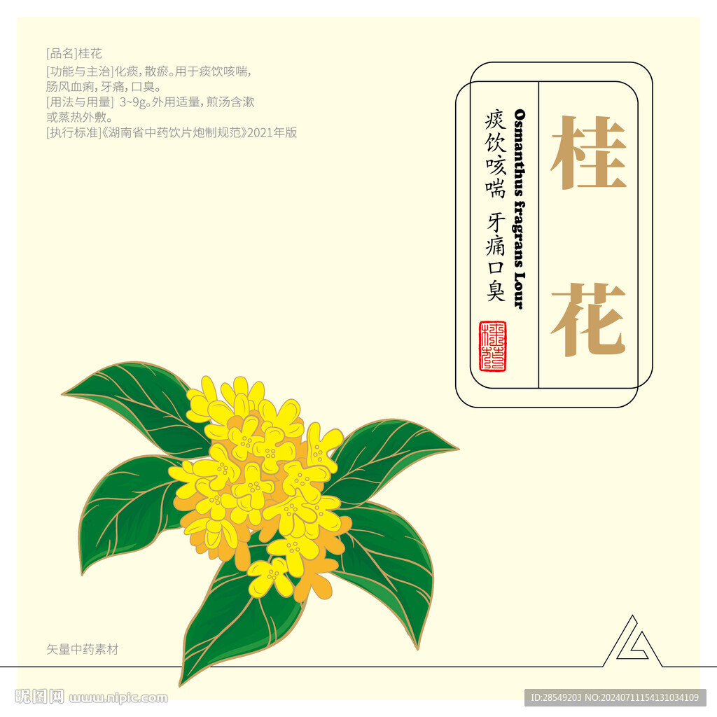矢量桂花彩色手绘线描
