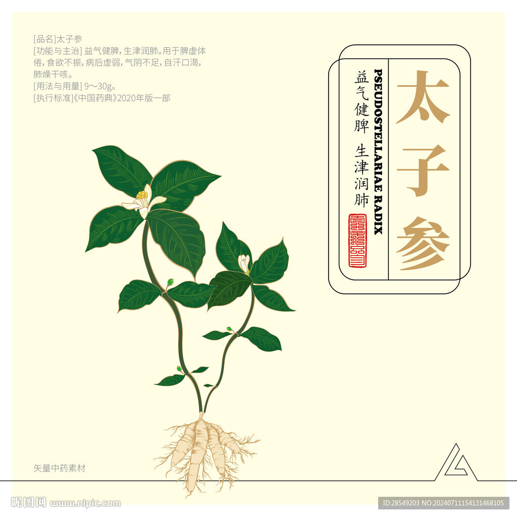 矢量彩色手绘线描太子参