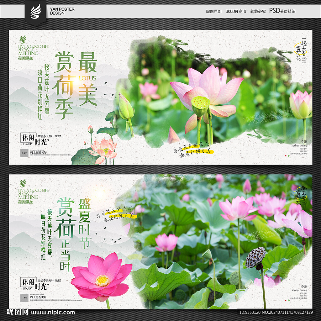 赏荷花