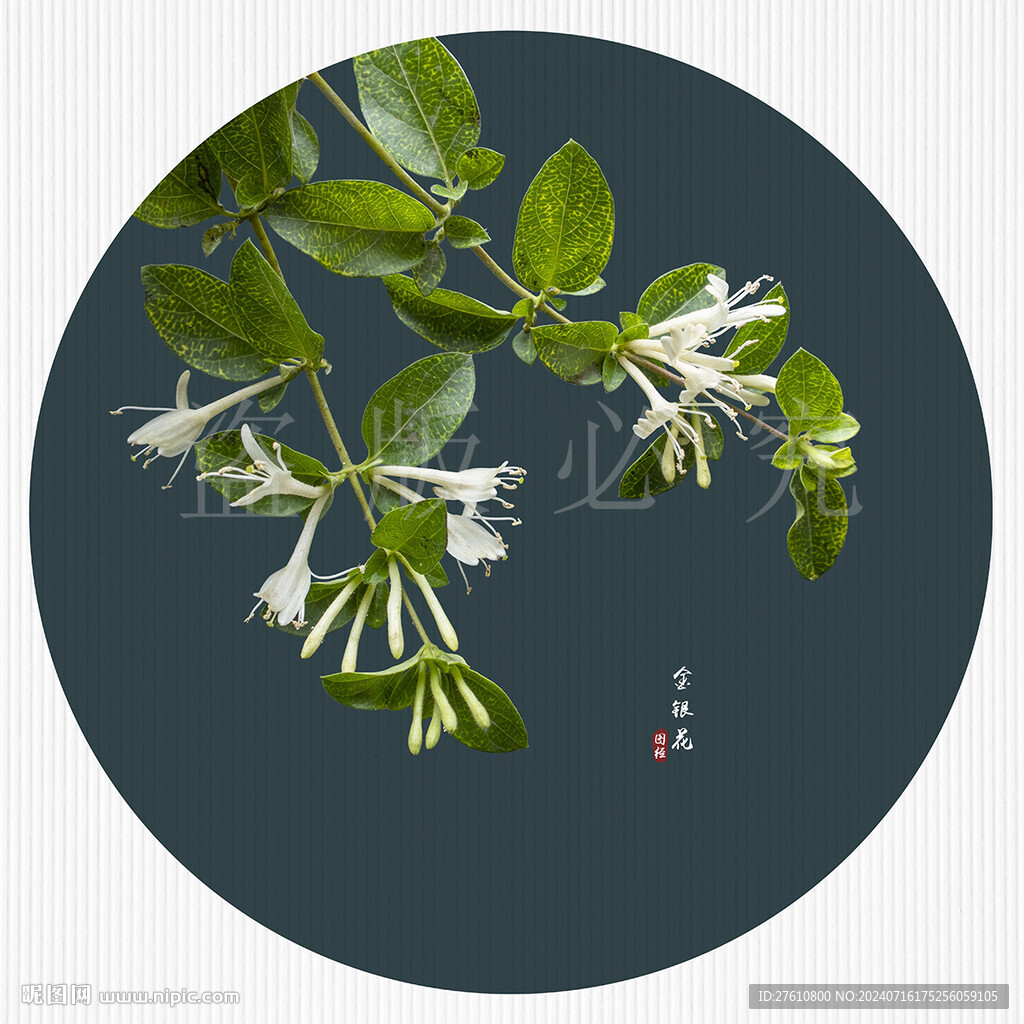 金银花