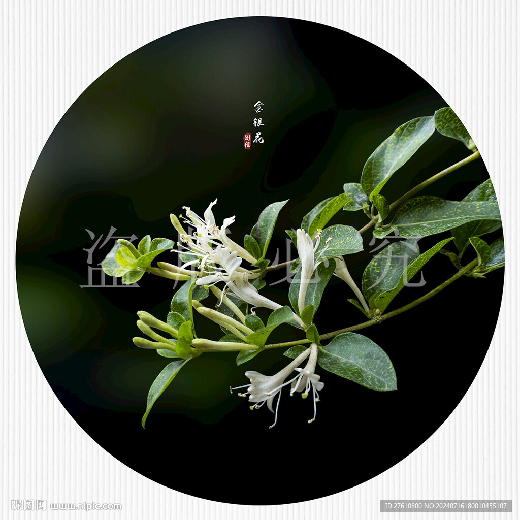 金银花