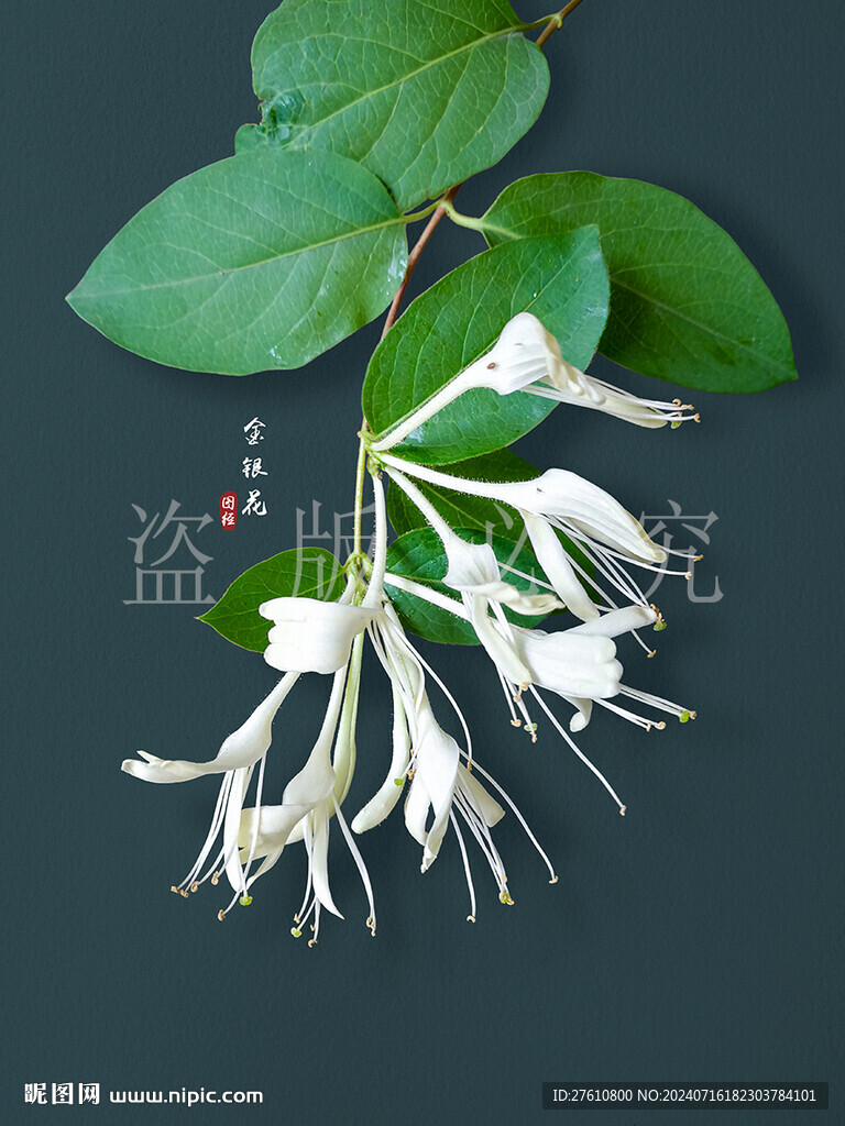 金银花