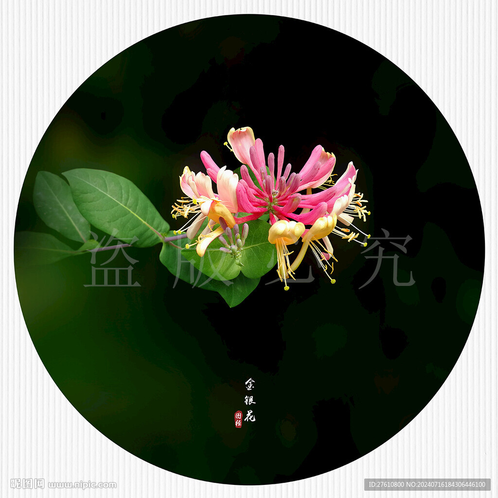 金银花