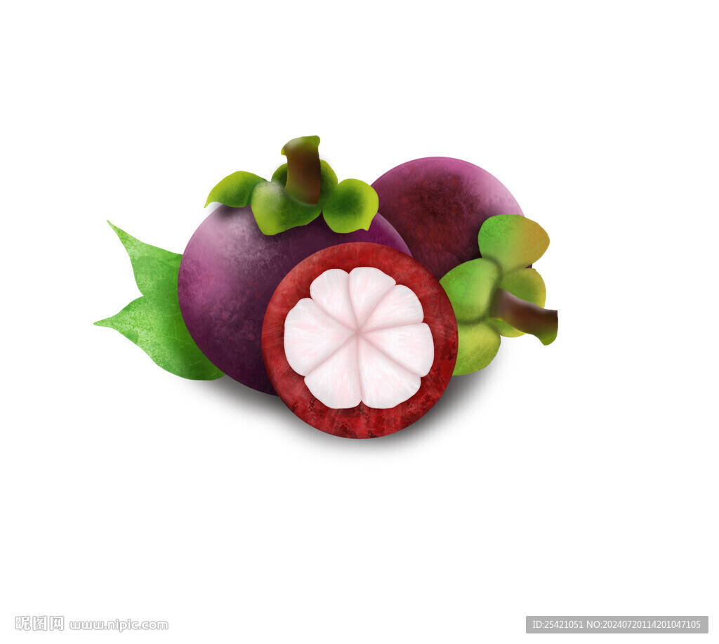 山竹插画素材