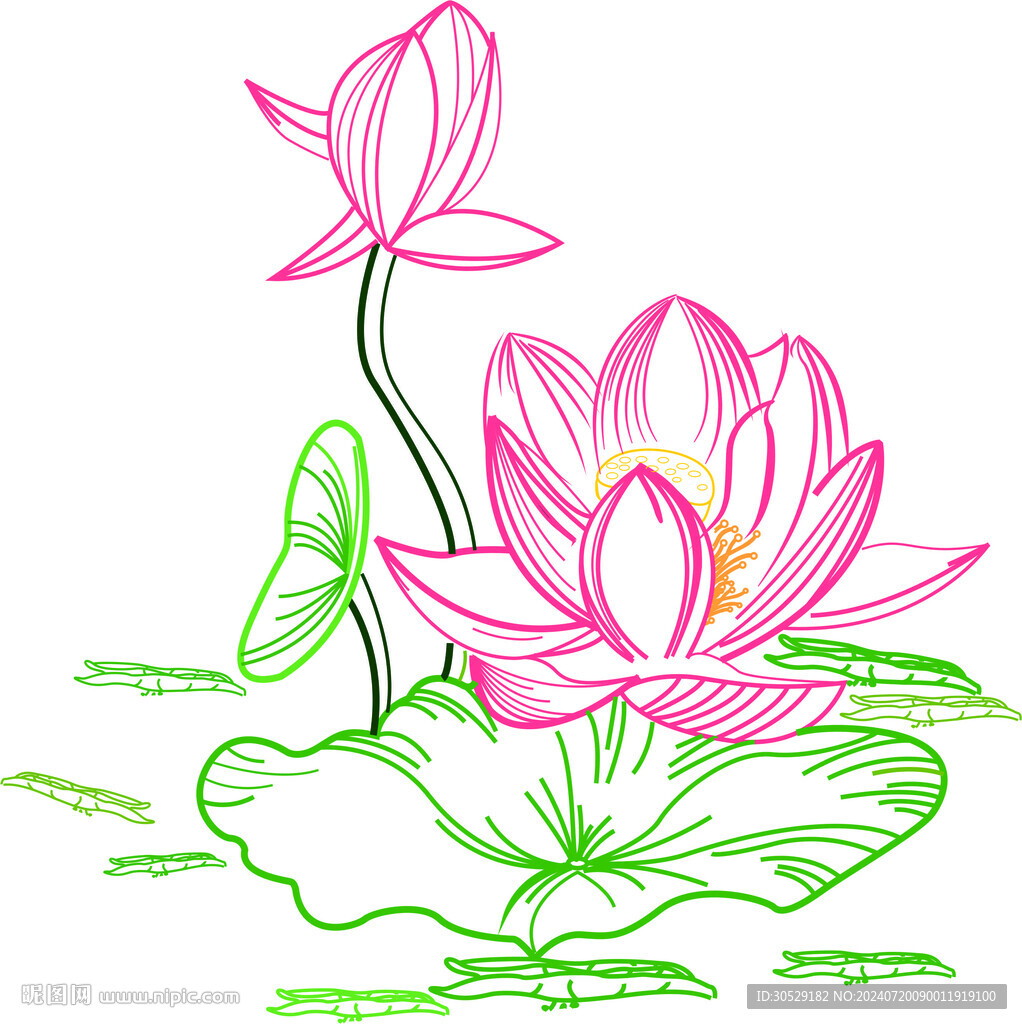 矢量荷花